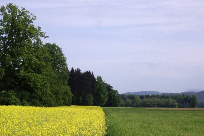 Vandrovca - foto povečava