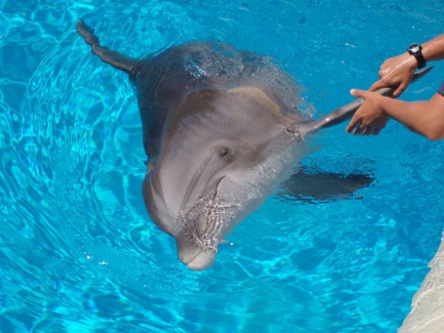 Delfin - Las Vegas (Mirage)