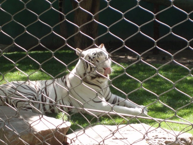 white tiger - Las Vegas (Mirage)