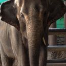 Bangkok Zoo 