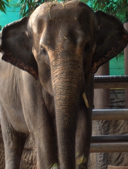 Bangkok Zoo  - foto povečava