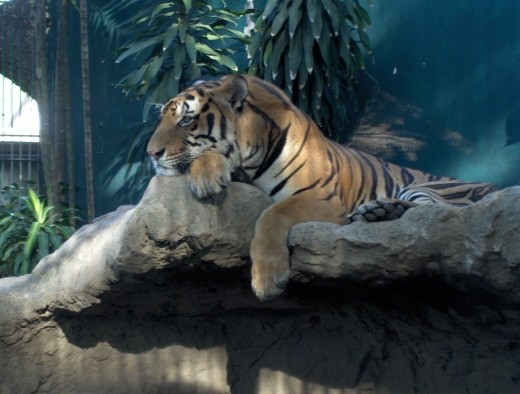 Bangkok Zoo  - foto povečava