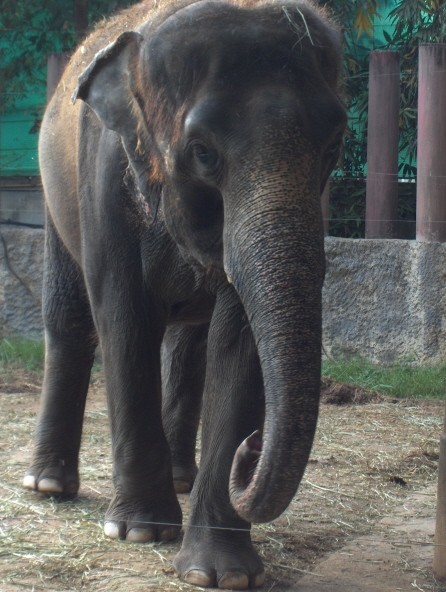 Bangkok Zoo  - foto