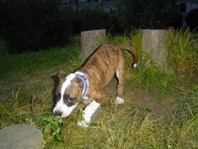 Spyke - foto