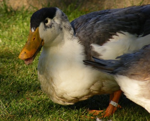 Plovke - foto povečava