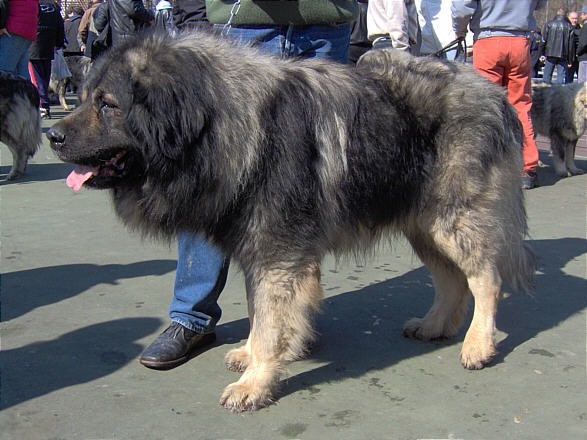 Sarplaninac - foto