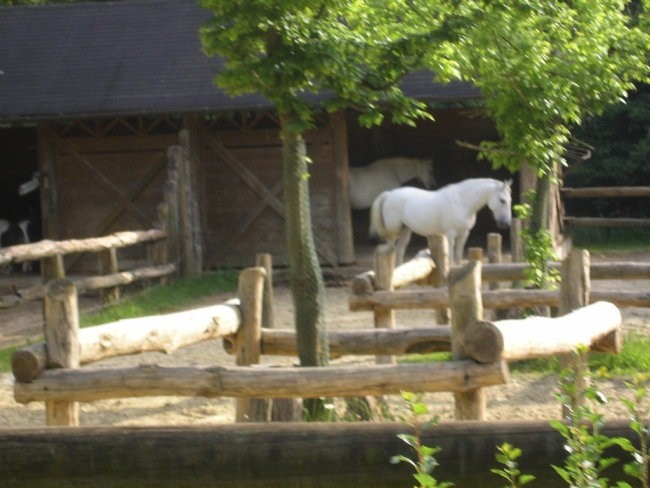 Živalski vrt - foto povečava