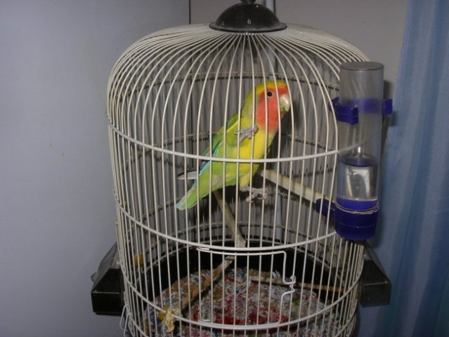 Papagaj