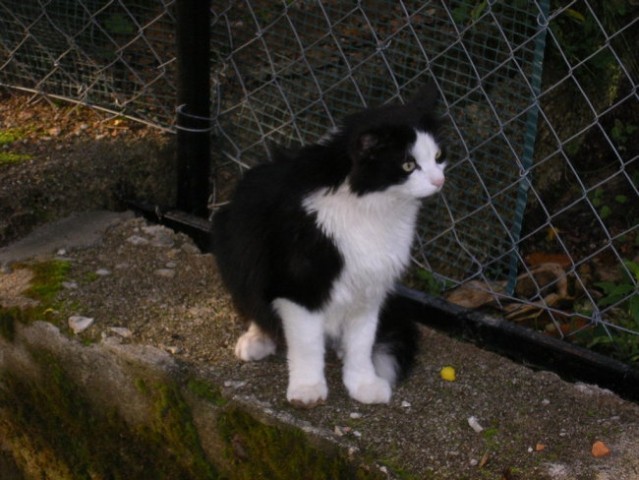 Stanovanje in okolica - foto