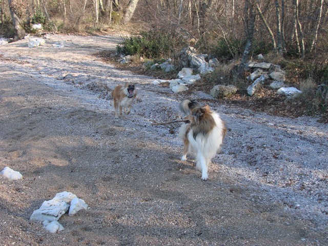 Koni - foto povečava