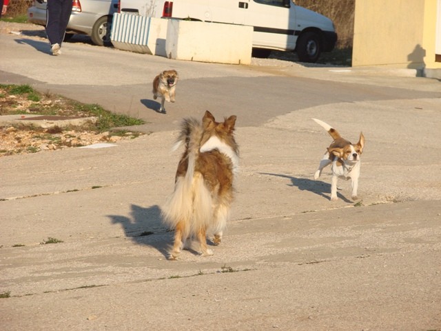 Koni - foto povečava