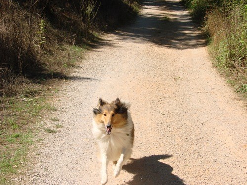 Koni - foto povečava