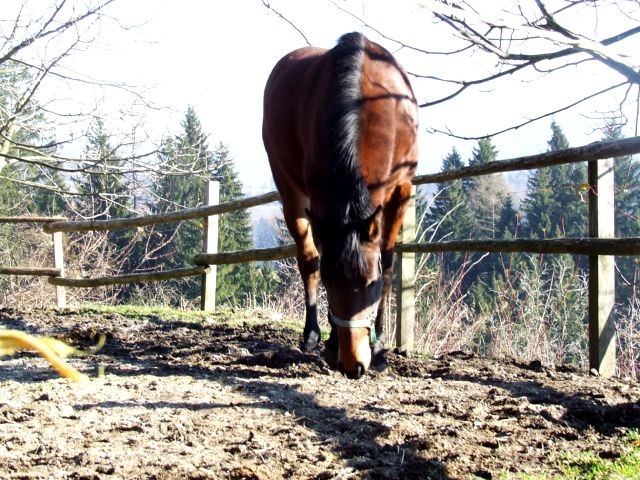 Januar 2008 - foto povečava