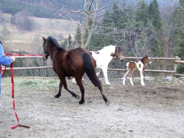 Chiquita - foto povečava