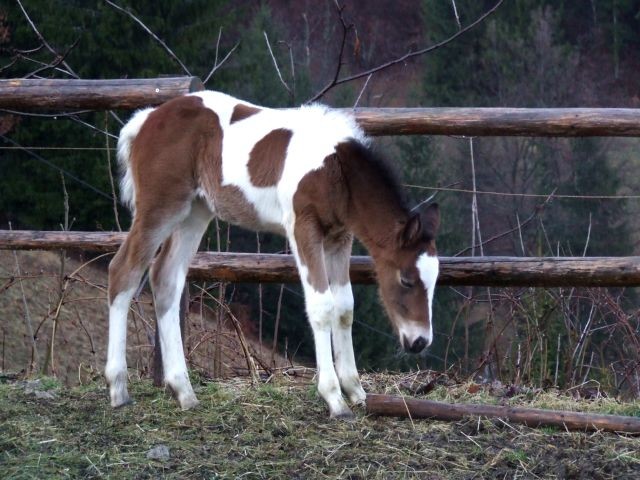 Chiquita - foto povečava