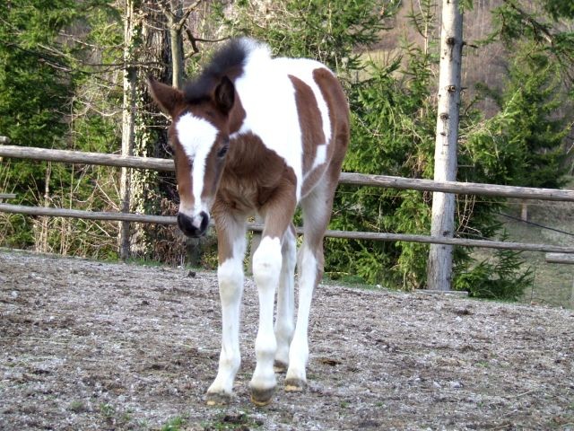 Chiquita - foto povečava