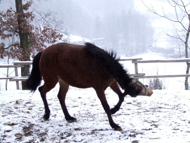 Sneg 4.3.2008 - foto povečava