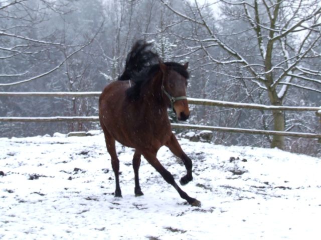 Sneg 4.3.2008 - foto povečava