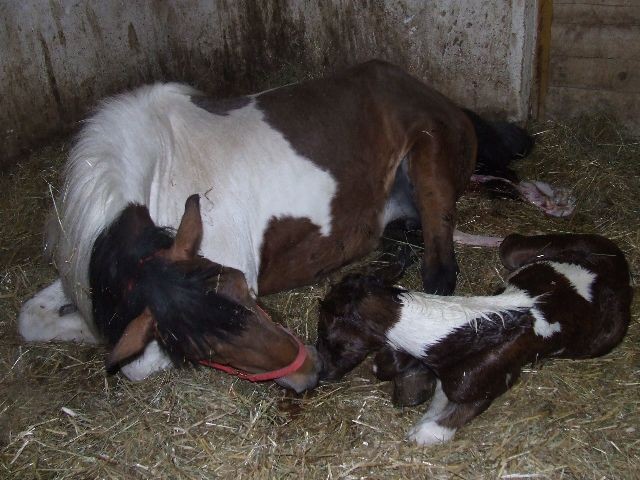 Tamala - foto povečava