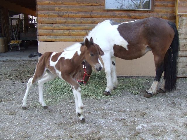 Tamala - foto povečava