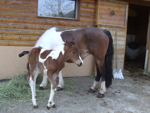 Tamala - foto povečava