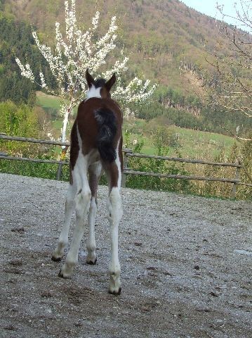 Tamala - foto povečava