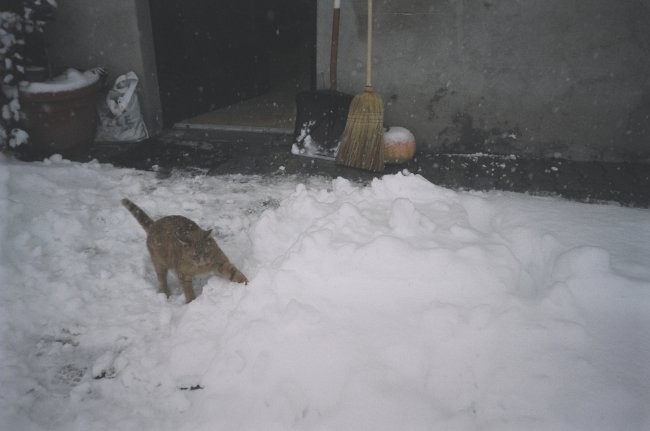 Tale mačkon je napadel sneg :P
