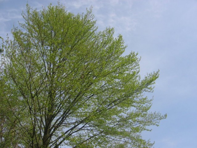 Pomlad 2006 - foto