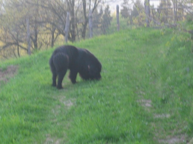 Pomlad 2006 - foto povečava