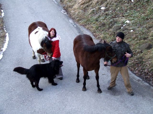 Konji - foto povečava