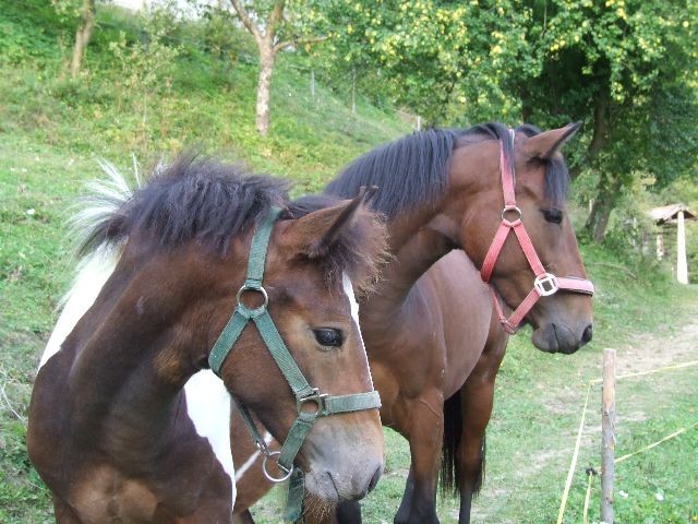 Konji - foto povečava