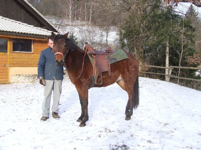 Konji - foto povečava