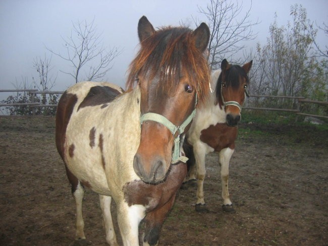 Konji - foto povečava