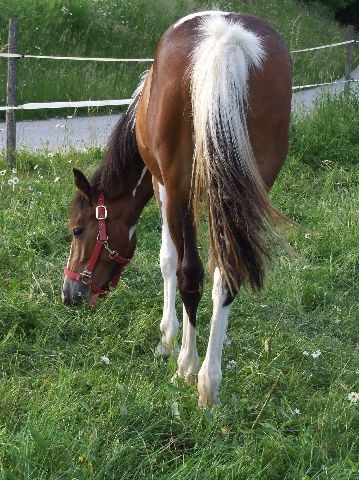 Konji - foto povečava