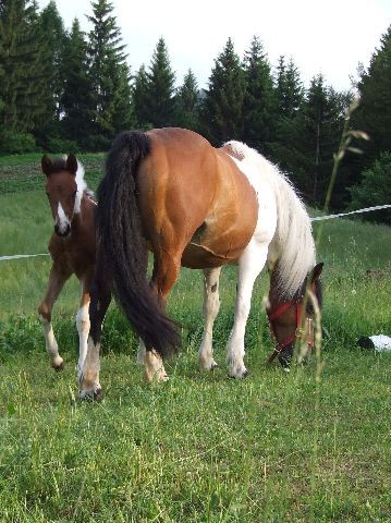 Konji - foto povečava