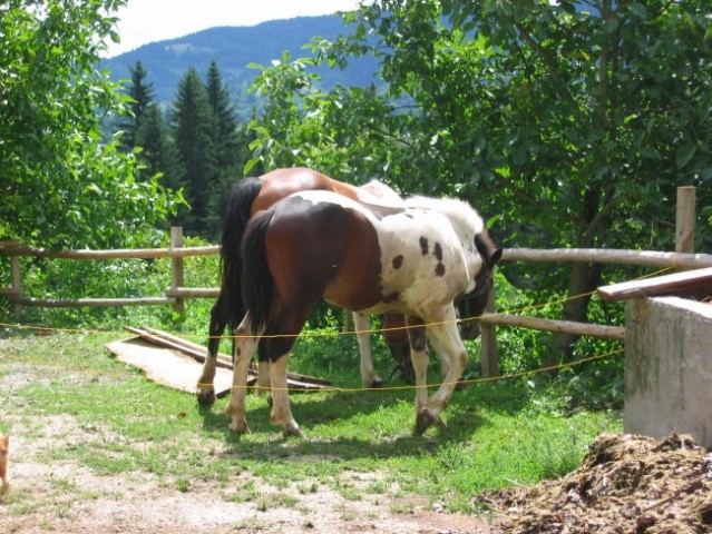 Konji - foto