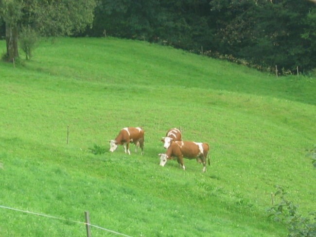 Narava - foto povečava