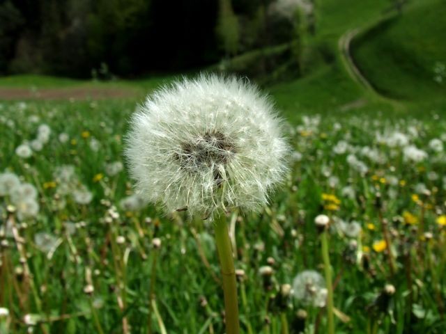 Narava - foto povečava