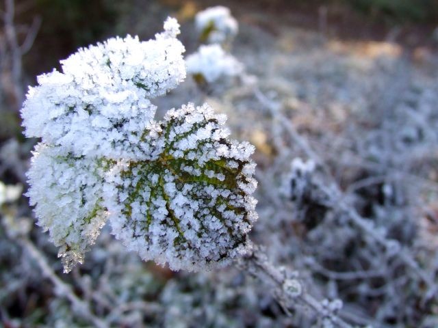 Narava - foto povečava