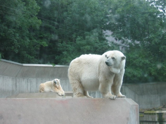 ZOO-Munchen - foto