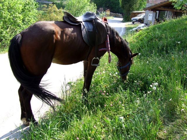 Torin na obisku - foto povečava