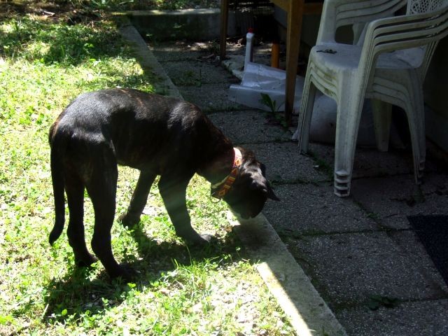 6.srečanje pesjanarjev - foto povečava