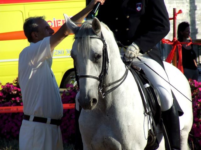 Galopske dirke 2007 - foto povečava