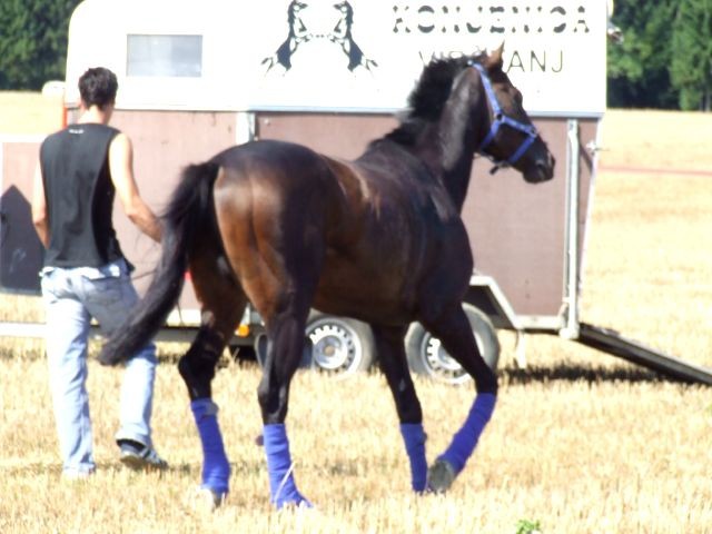 Galopske dirke 2007 - foto povečava