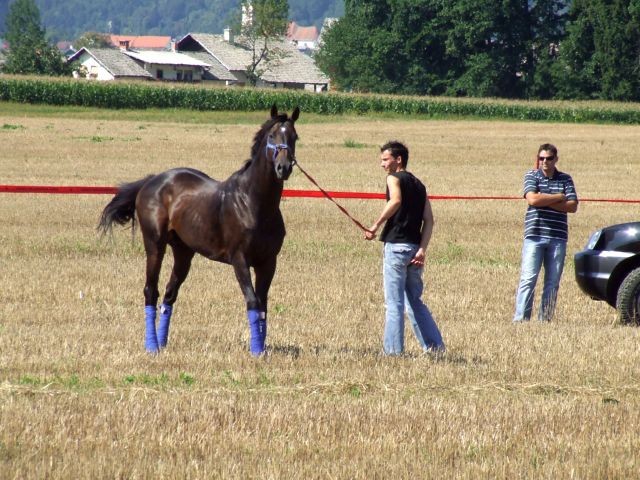 Galopske dirke 2007 - foto povečava