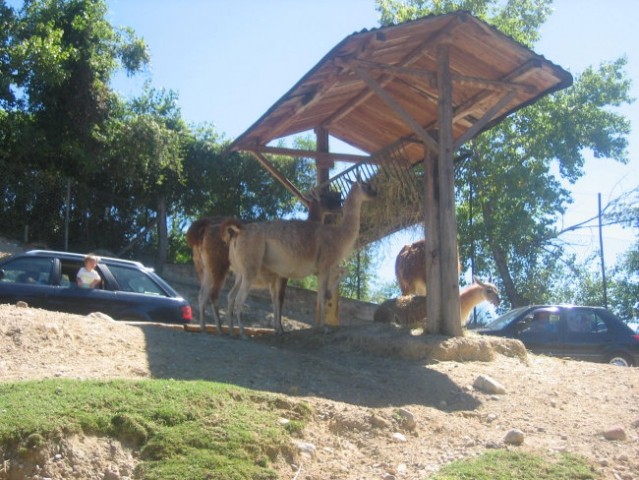 Safari-2005 - foto