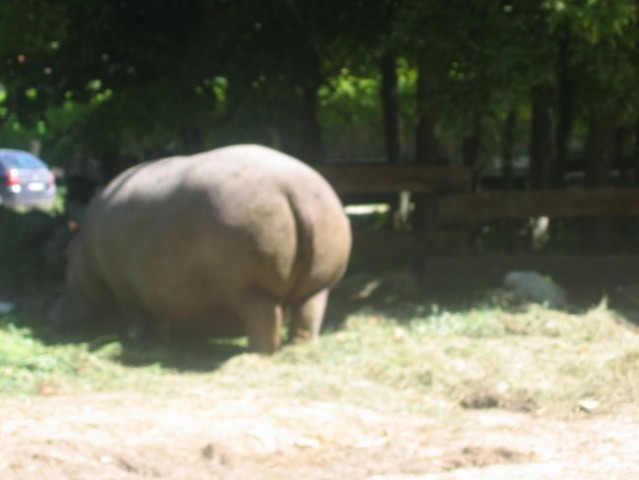 Safari-2005 - foto