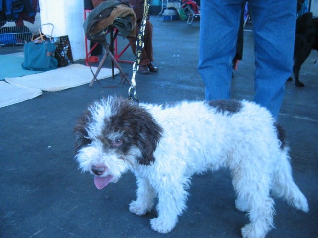 Lorenzo