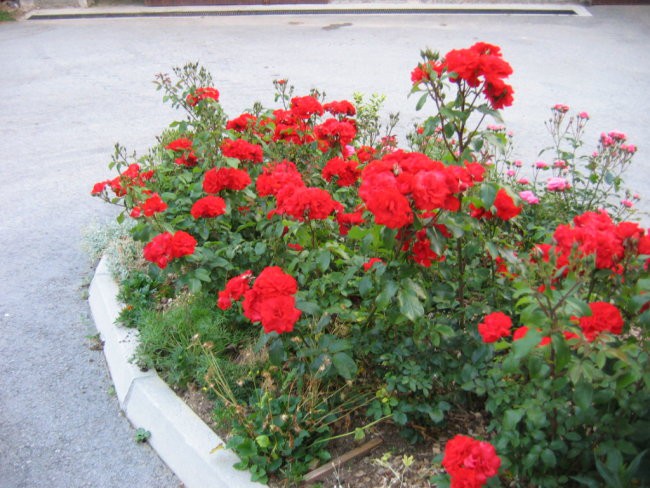 vrtnice rdeče(junij 2006)