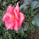 vrtnica(roza)